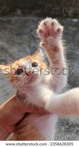 funny and silly moment, a kitten makes a silly face when someone holds it in one hand