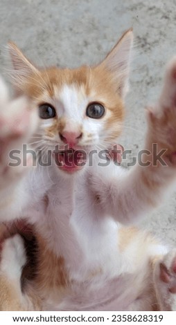 funny and silly moment, a kitten makes a silly face when someone holds it in one hand
