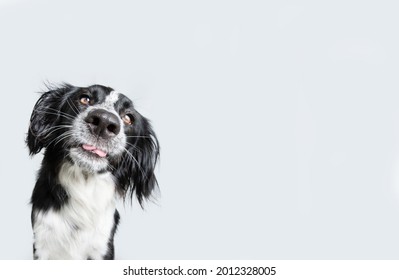 Funny And Silly Puppy Dog Sticking Tongue Out Looking At Camera. Isolated On Gray Background