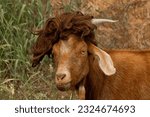 Funny Silly Red Nubian Goat Wearing Wig and Looking at Viewer with Grass Straw Background and Space for Text