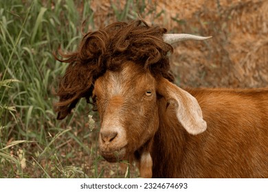 Funny Silly Red Nubian Goat Wearing Wig and Looking at Viewer with Grass Straw Background and Space for Text