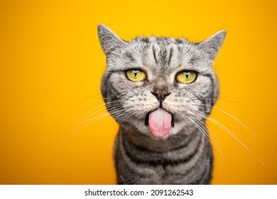 funny silver tabby british shorthair cat making funny face sticking out tongue looking at camera on yellow background with copy space