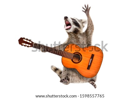 Funny singing raccoon with acoustic guitar isolated on white background