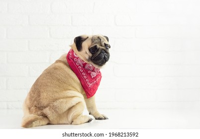 犬 後ろ姿 の写真素材 画像 写真 Shutterstock