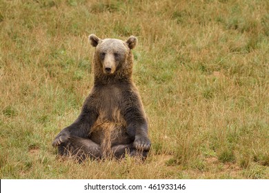 funny sitting bear very in a very relaxed position with his hands over his knees as if he were doing yoga or meditation 