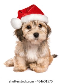 Funny sitting Bichon Havanese puppy dog in a Christmas hat looking at camera - Isolated on a white background 