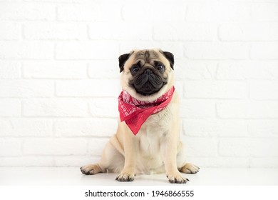  Funny sitting Pug dog wearing red bandana   on white background  with copu space  for text . advertising  dog concept .