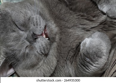 20,855 British cat sleeping Images, Stock Photos & Vectors | Shutterstock