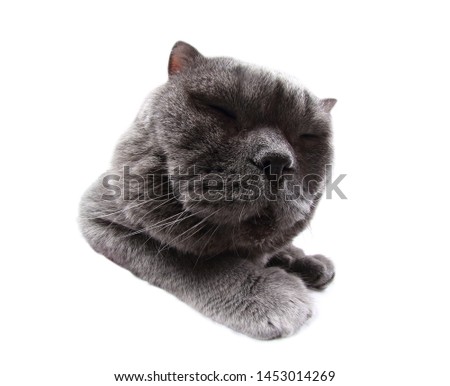 Similar – Image, Stock Photo cat wash Animal Pet Cat