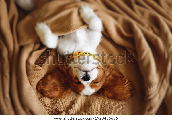 Funny\
Sleeping Cavalier King Charles Spaniel Puppy\
Face