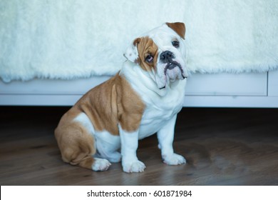 Funny Sleeping Red White Puppy Of English Bull Dog Close To Brick Wall And On The Floor Looking To Camera.Cute Doggy With Black Nose Colorful Body Sitting On Wooden Floor.