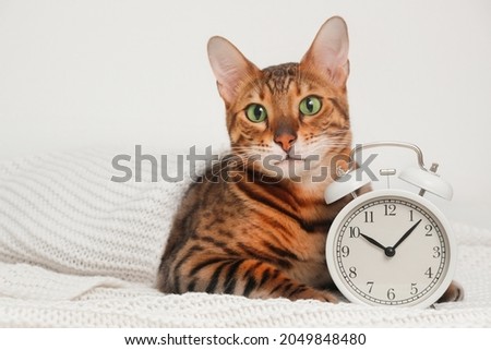 Funny sleepy adorable ginger striped bengal cat lying on white knitted plaid,looking at camera near alarm clock on light background.Animal and early wake-up, going to bed late at 10.00 concept.