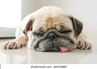 Funny Sleepy Pug Dog with gum in eyes sleep rest on floor - Powered by Shutterstock