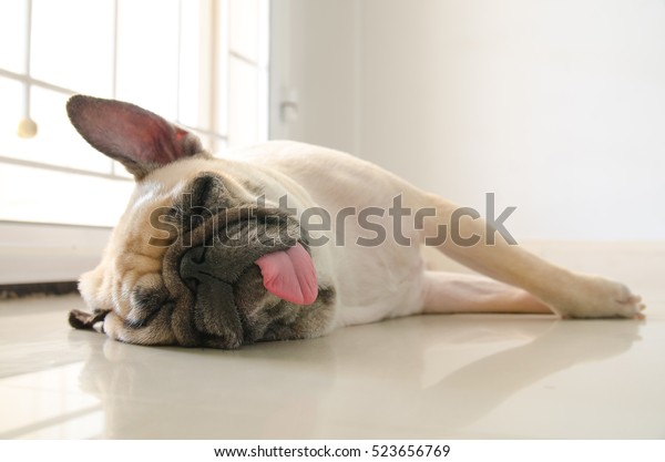 Funny Sleepy\
Pug Dog with gum in the eye sleep rest on floor in lazy time with\
tongue sticking out and hearing\
set.