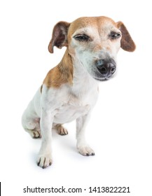 Funny Small Dog Looking With Squint Suspiciously. Sleepy Napping Face. Jack Russell Terrie On White Background