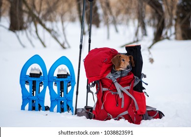 snowshoes for small dogs