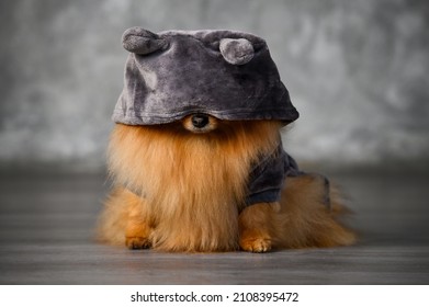 Funny Small Fluffy Dog In A Costume Hiding Under The Hood