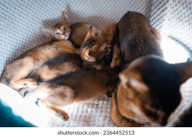 funny small kittens and cat abyssinian breed lies in soft pet house