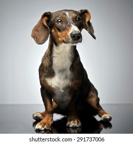 Funny Small Mixed Breed Dog With Flying Ears Sitting In Gray Studio