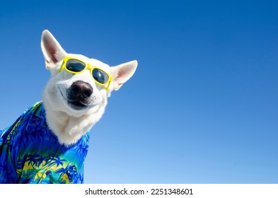 funny smile dog with sunglasses