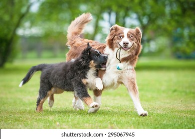 Funny smiling australian shepherd dog playing with a puppy - Shutterstock ID 295067945