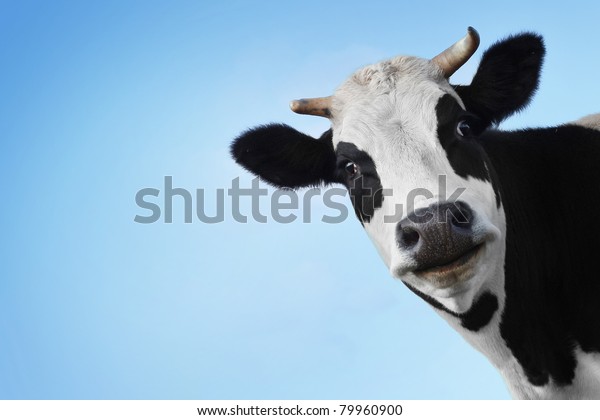 青の透明な背景に笑う笑顔の白黒の牛 の写真素材 今すぐ編集