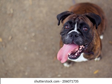 Funny smiling boxer dog looking into the camera