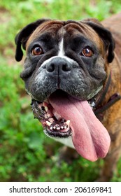 Funny smiling boxer dog portrait