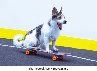 Funny smiling dog sitting on a skateboard. Little, happy cute playful puppy rides on a longboard in the city on a summer day. Pet yawns, poses, rides with his mouth open, stuck out his tongue.