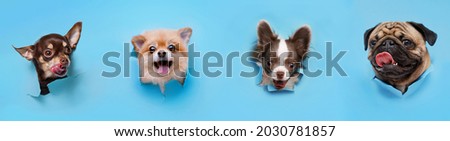 Funny smiling dogs on trendy blue background. Lovely puppy of pomeranian spitz, chihuahua and pug climbs out of hole in colored background. Free space for text.