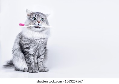 Funny Smiling Gray Tabby Cute Kitten With Blue Eyes Brushing His Teeth. Pets Care And Lifestyle Concept. Lovely Fluffy Cat With Toothbrush In Mouth On Grey Background.