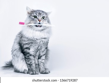 Funny Smiling Gray Tabby Cute Kitten With Green Eyes Brushing His Teeth. Pets Care And Lifestyle Concept. Lovely Fluffy Cat With Toothbrush In Mouth On Grey Background.