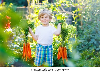 Funny smiling kid boy with carrots in domestic garden. child gardening outdoors. Healthy organic vegetables for kids. Gardening, harvesting, family, kids lifestyle concept