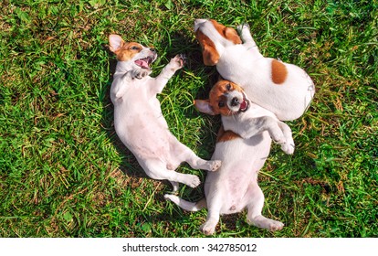 Funny Smiling Puppies Playing Outdoors On A Green Summer Meadow. Happy Pets Enjoying Their Life. Small Cute Dogs Background With Space For Your Text Or Design