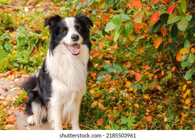 Funny smiling puppy dog border collie sitting on fall colorful foliage background in park outdoor. Dog on walking in autumn day. Hello Autumn cold weather concept
