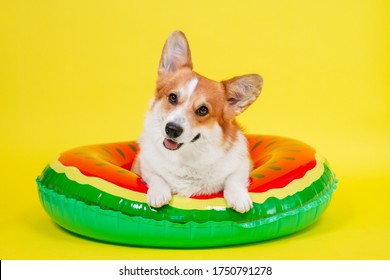 Funny smiling welsh corgi pembroke or cardigan dog lies in an inflated life buoy for swimming on yellow background, front view, copy space for juicy advertising text