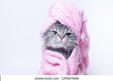 Funny smiling wet gray tabby cute kitten after bath wrapped in pink towel with beautiful eyes. Pets and lifestyle concept. Just washed lovely fluffy cat with towel around his head on grey background.