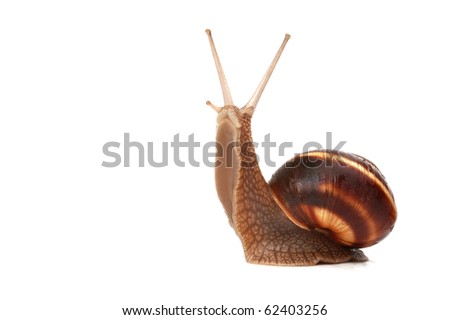 funny snail ,isolated on white background