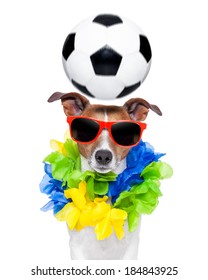 Funny  Soccer Dog With Spinning Ball Over The Head