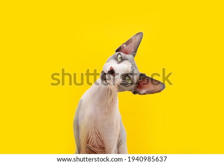 Funny sphynx cat tilting head side. Curiosity concept. Isolated on yellow background.