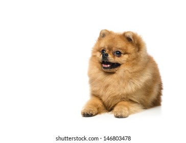 Funny Spitz dog sits on a white background - Shutterstock ID 146803478