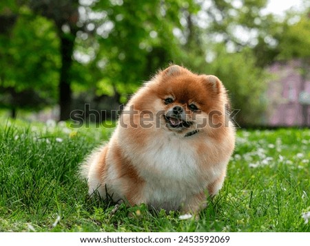 A funny spitz, a tiny dog. Looks like a round fluffy ball. Amazing little cutie.