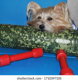 Funny Sports Dog Lying On A Yoga Mat. Dog With Dumbbells. Home Fitness. Top View Animals.