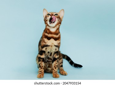 Funny Spotted Bengal kitten with beautiful big green eyes. Lovely fluffy cat licking lips and asks for food. Free space for text.