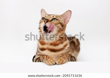Funny Spotted Bengal kitten with beautiful big green eyes lying on white table. Lovely fluffy cat licking lips. Free space for text.