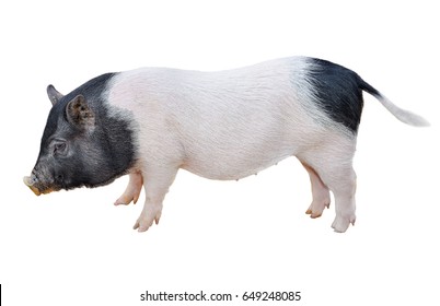 Funny spotted vietnamese piglet isolated on white. Pot-bellied young pig full length isolated on white background. Farm animals.