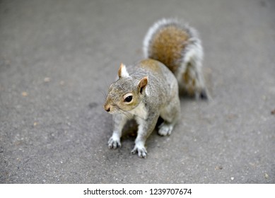 Funny Squirrel Closeup