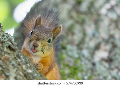 Funny Squirrel Closeup