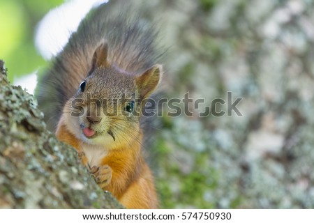 Similar – Image, Stock Photo Beautiful portrait of squirrel on a tree