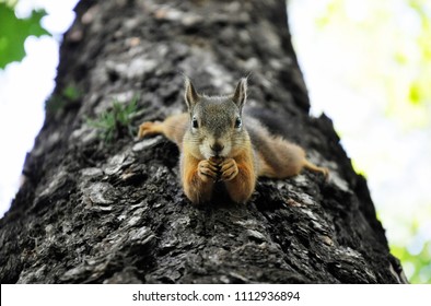 Funny Squirrel With Nut On The Tree